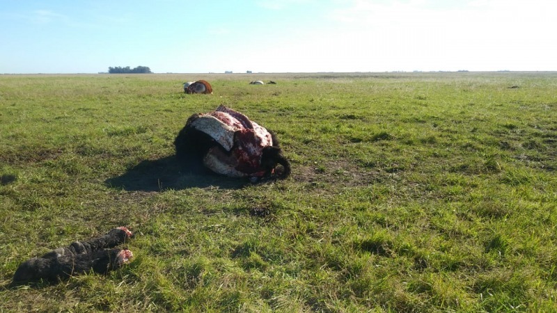 Reunin por el abigeato y la comercializacin ilegal de carnes